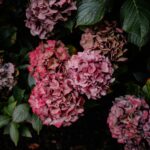 Christi Hubbell Robert: A Legacy of Creativity, Love, and Transformation